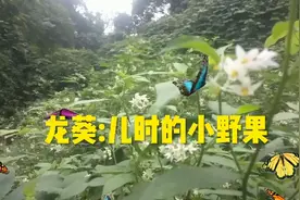 农村常见的“龙葵”，全草都是宝，对人好处真不少，你知道吗？