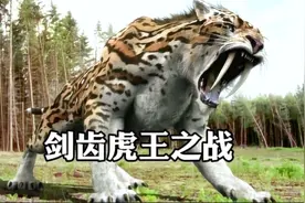 史前巨兽剑齿虎王之战，流浪虎王身残志坚勇挫对手！视频封面