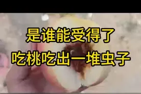 桃子里吃出一堆虫子，不是一个是好这，这是什么虫子？