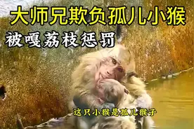 猴山上的大猴子欺负孤儿小猴，按到水里，用嘴啃咬，被割荔枝视频封面