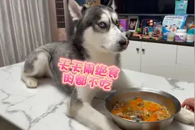 狗狗闹绝食连肉都不吃，气得主人上去就是一巴掌，下一秒忍住别笑视频封面