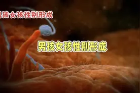 男孩女孩性别之谜：染色体的神奇交换视频封面