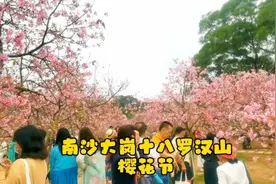 南沙大岗十八罗汉山樱花正盛开，面积虽不大值得一来，无滤镜拍摄视频封面