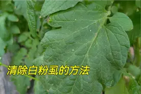 彻底消灭白粉虱，杀虫剂里加点白糖，效果更好，打一次顶三次视频封面