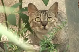 小猫咪双目失明，猫妈妈用生命保护，把母爱展现的淋漓尽致视频封面