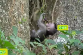 可怜的小猴子脖子被树藤缠住了，不知道猴妈妈能不能把它救下来视频封面