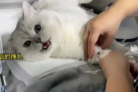 猫咪绝育后的真实反应
