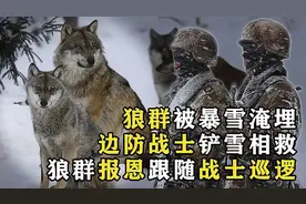 狼群被暴雪掩埋，边防战士铲雪相救，狼群为报恩随战士巡逻