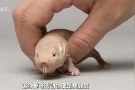 这种动物不会患癌，更不会衰老！视频封面