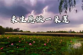 魏新雨演唱的：《来生愿做一朵莲》。宛如天籁之音，超级好听。视频封面