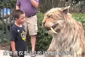 世界上最稀有的10种动物，有的比熊猫都珍贵！视频封面