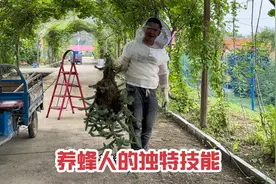 养蜂练就一身技能，几十米高的树说爬就爬，上万只蜜蜂手到擒拿。视频封面