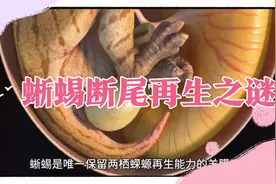 研究破解蜥蜴断尾再生之谜！未来人类软骨可以修复吗？视频封面