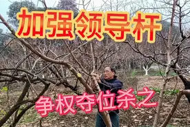 三年开心型桃树冬剪以培养骨架为主结五十斤桃合适吗？一起看看吧视频封面