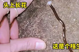 头上长花，这是个啥生物视频封面