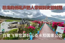 袁隆平爷爷的水稻实验基地，成片的稻田上白鹭翩翩起舞视频封面