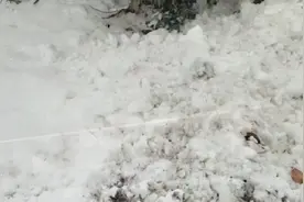 河北多地突降鹅毛
大雪视频封面