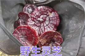 老罗再次到深山老林爬山涉水找野生灵芝，走到体力透支收获满满