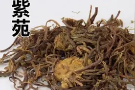 紫菀有润肺下气化痰止咳的功效，用于咳嗽，劳嗽咳血等病症的治疗