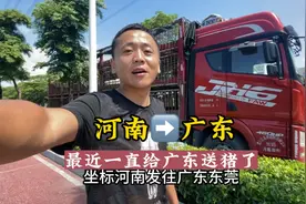 河南拉猪去广东全程1800公里，大热天也不知道二师兄能不能受的了