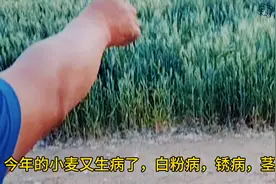 #飞机给小麦田打药#农村人农村地方#视频封面