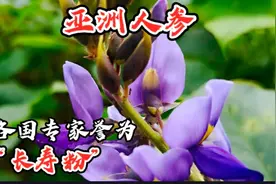 漫山遍野的野葛，它可是全身都是宝。有舌尖上的“千年人参”之称视频封面