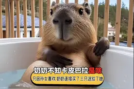 奶奶不知道卡皮巴拉是什么，只因孙女喜欢，奶奶直接买回来一只送视频封面