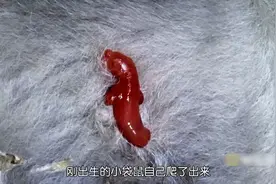 刚出生的袋鼠，竟自己爬进育儿袋，小袋鼠的成王之路