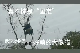 真不愧是国宝！今天，武汉动物园里的大熊猫“武林”好兴奋！视频封面