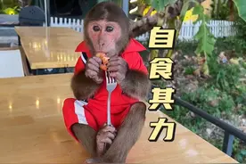 小猴子饿了，就独自想办法解决温饱