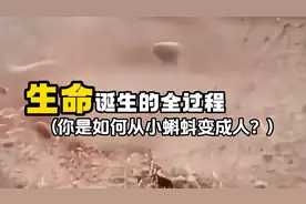 一次性看完胎儿发育全过程，不得不说生命的诞生真的很伟大