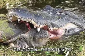 鳄鱼捕食啃咬乌龟瞬间，龟壳碎成两半#鳄鱼 #乌龟 #动物世界视频封面