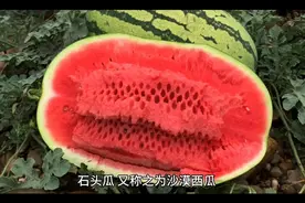 你知道什么西瓜才是石头瓜吗？视频封面