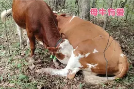 知道牛孩要吃奶，站起来给喂，小牛长大了也是孩子，牛妈妈真有爱视频封面