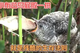 鸟巢被布谷鸟偷下蛋，幼鸟接连死亡，却不知是便宜孩子干的好事视频封面