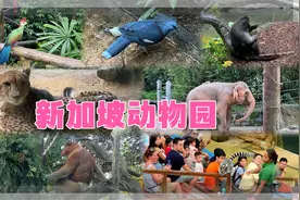 【新加坡动物园】评选为全球最佳三大动物园，超300种2400只动物视频封面