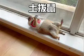 我家土拨鼠是公主！不要搞错咯视频封面