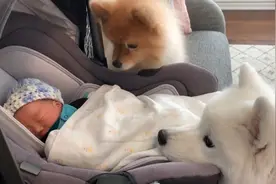 两只狗第一次见到刚出生的宝宝，被萌得嗷嗷叫，最后画面亮了