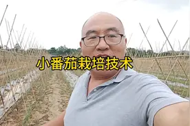 小番茄嫁接苗栽培技术#番茄栽培技术#番茄嫁接苗 #千禧果#圣女果