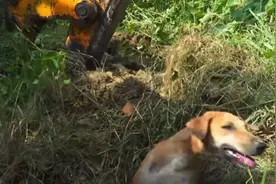 狗子被蟒蛇缠住身体，村民一起帮忙救助视频封面