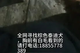 全网寻找棕色泰迪犬，胸前有白毛看到的请打电话:18855778389