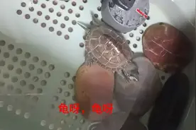 我的小乌龟眼瞎了，不吃也不喝，这可咋办😭视频封面