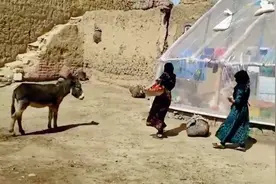 在阿富汗可以娶4个老婆，只需1万5千人民币，看她们是如何生活的视频封面