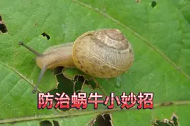 蜗牛又开始危害庄稼了，只要用上这个不起眼的小东西，杀蜗牛真绝