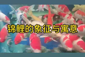 锦鲤的象征与寓意