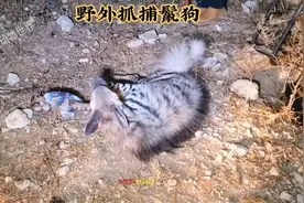 抓一只鬣狗当宠物是什么体验#野生动物零距离 #神奇动物在抖音 #视频封面