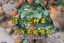 鸡不能吃这“三种菜”，对鸡的生长不好，千万要注意视频封面
