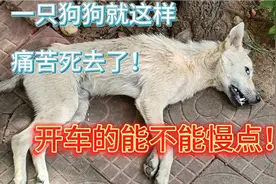一条田园犬就被汽车压死了！痛苦的哀嚎了好久痛死了！视频封面