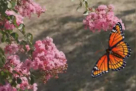 花开的时候蝴蝶自然就来，蝶莲花。