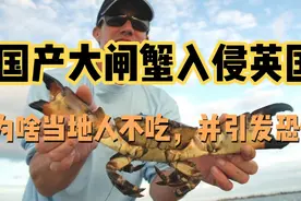 中国大闸蟹入侵英国多地，当地人引发惶恐，为什么英国人不吃呢？视频封面